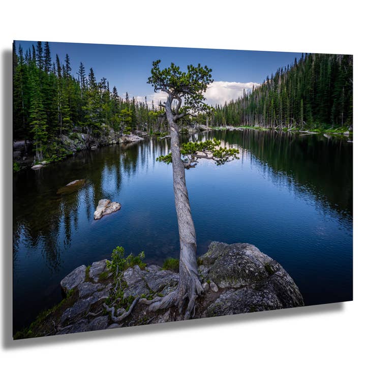 The Maestro Tree at Dream Lake: Twisted Tree Rocky Mountain National Park Colorado Print Wall Art Photography Aluminum/Acrylic/Metal/Canvas for wholesale by Images By Cheri