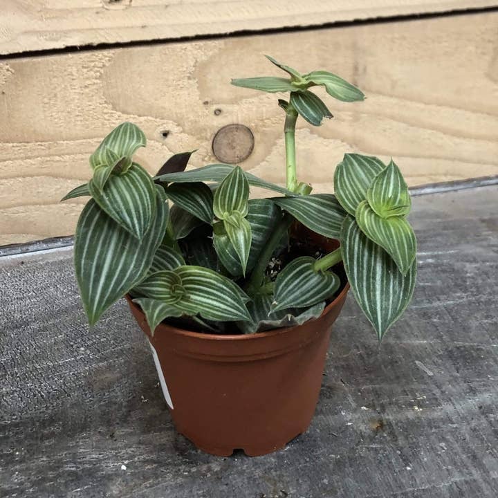 Callisia Elegans, 2" Plant for wholesale by The Plant Farm