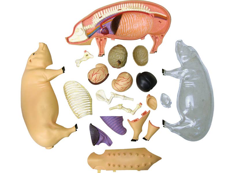 TEDCO Toys - Vente Jouet classique – enfant - Cochon 4D Vision7