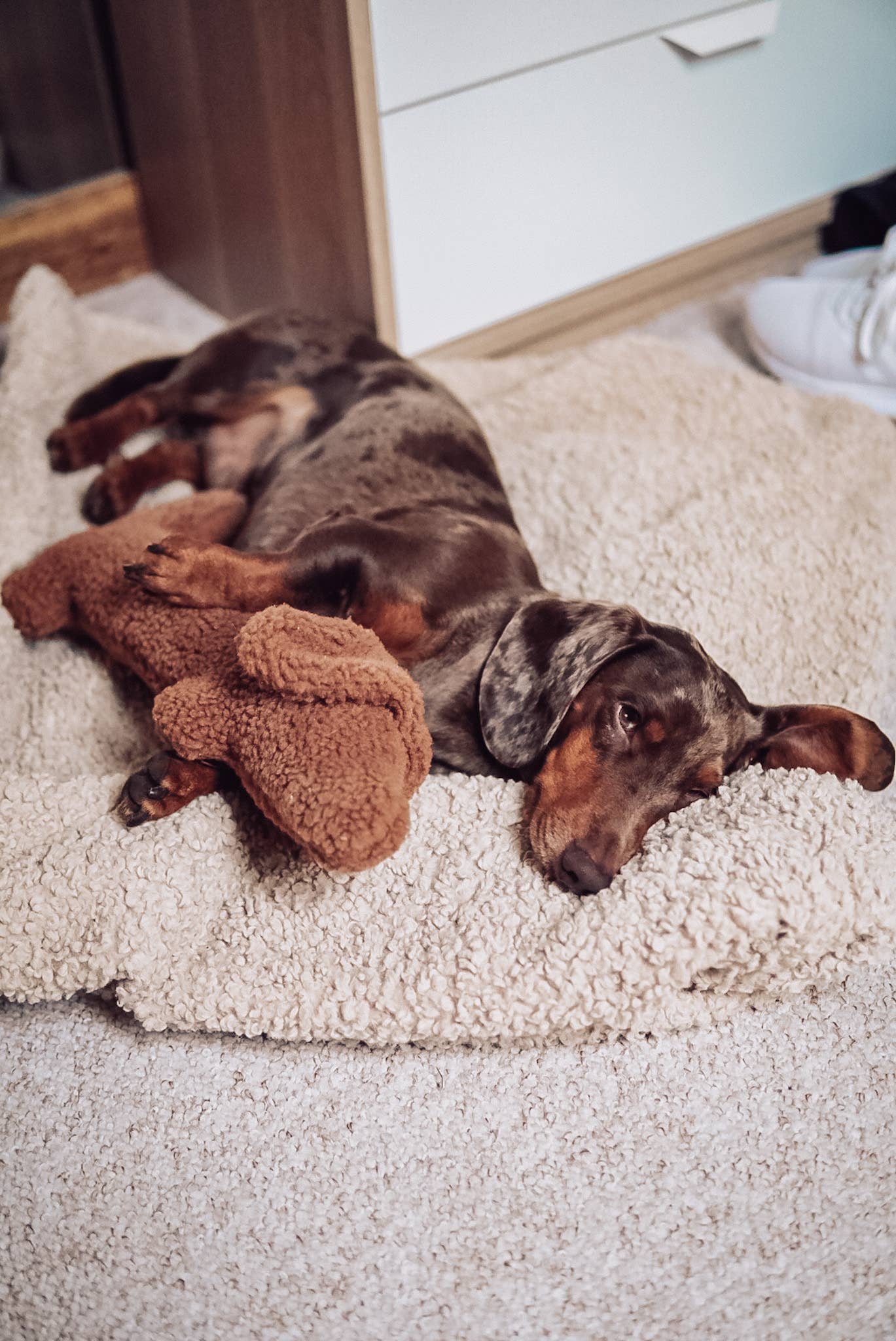 Lieblingspfote - Wholesale Knuffelspeeltje - Hond - Dachshund Musch knuffel- en speelplezier in één5