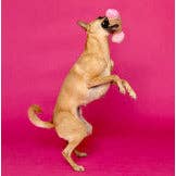 C1R B2B – Engroshandel Tøjdyr - Hund – Scruffy - Peter Woofington hundelegetøj5