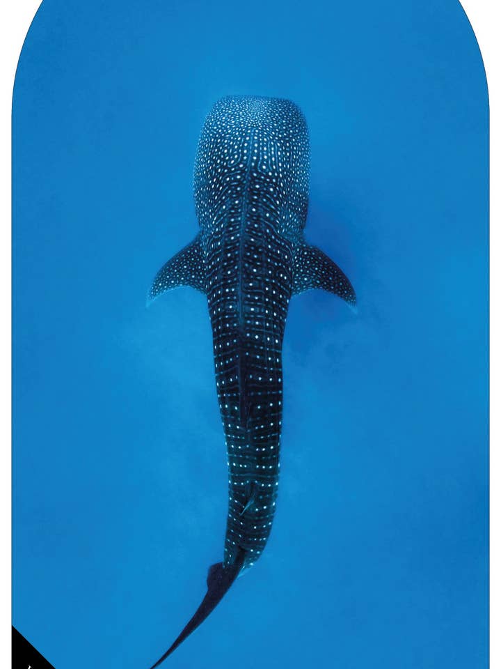 Whale Shark Car Seat Towel - Microfibre, Waterproof back for wholesale by Will and Wind - Beach Towels & Accessories