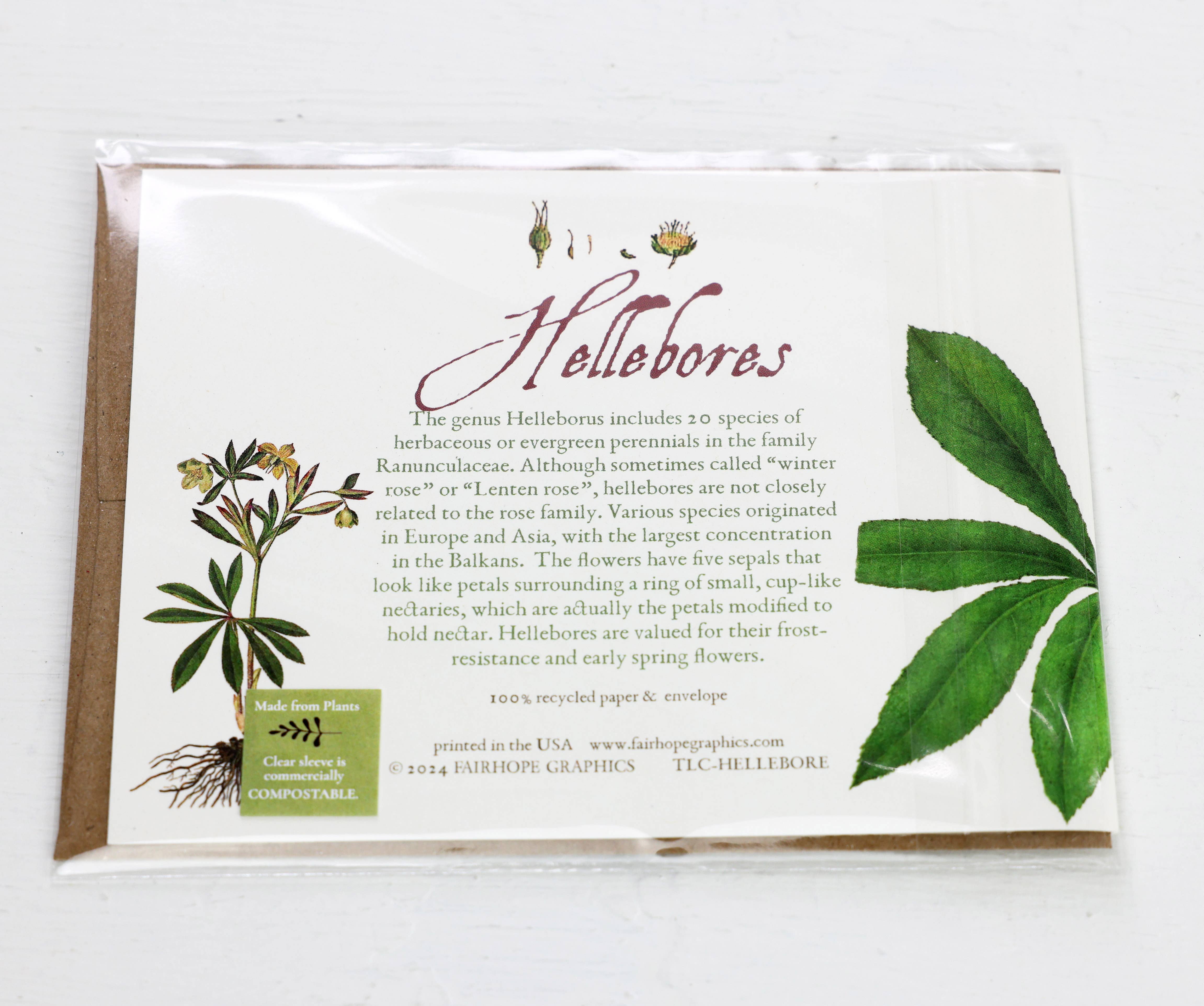 Fairhope Graphics - Wholesale Gewone wenskaart - Hellebores-kaart2