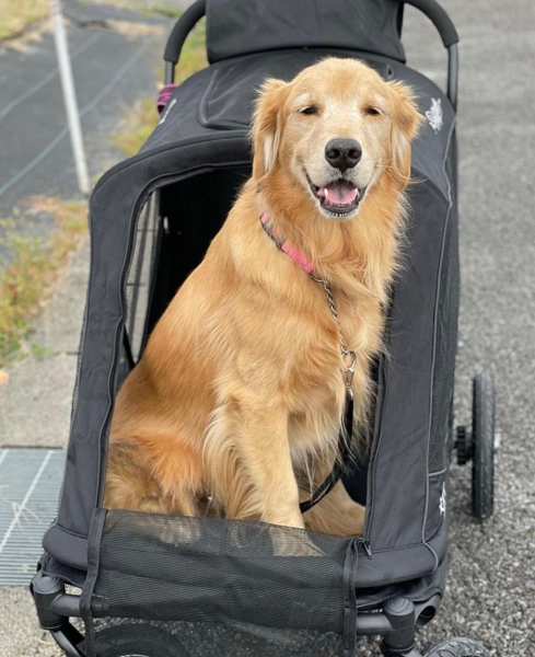 Only An Ocean Europe - Wholesale Pet Carrier - Cat/Dog - Petique Apollo Elite Pet Stroller12