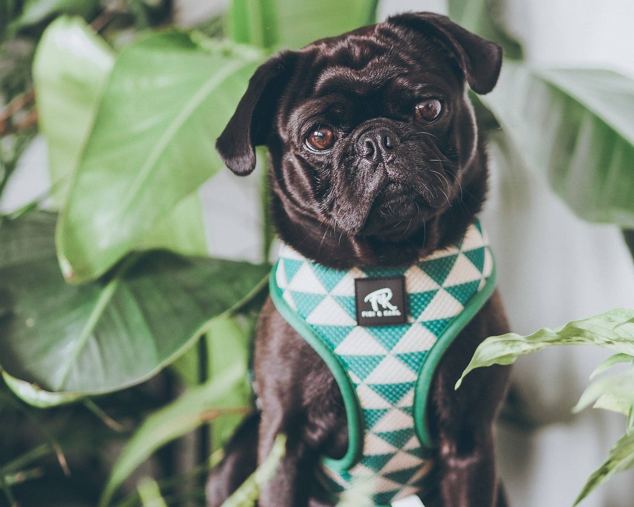 Fibi & Karl - Wholesale Pet Harness - Dog - 2-in-1 FK Rajasim dog harness7