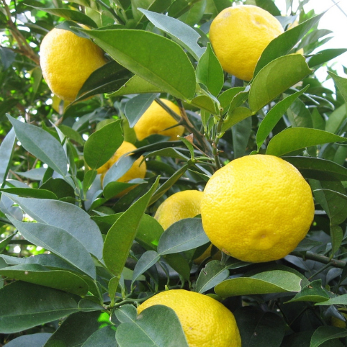 KANKITSU LABO - Wholesale Hard Candy - Dry Candied Japanese Citrus Peel | Yuzu (ゆず) | 1.05 oz Bags6