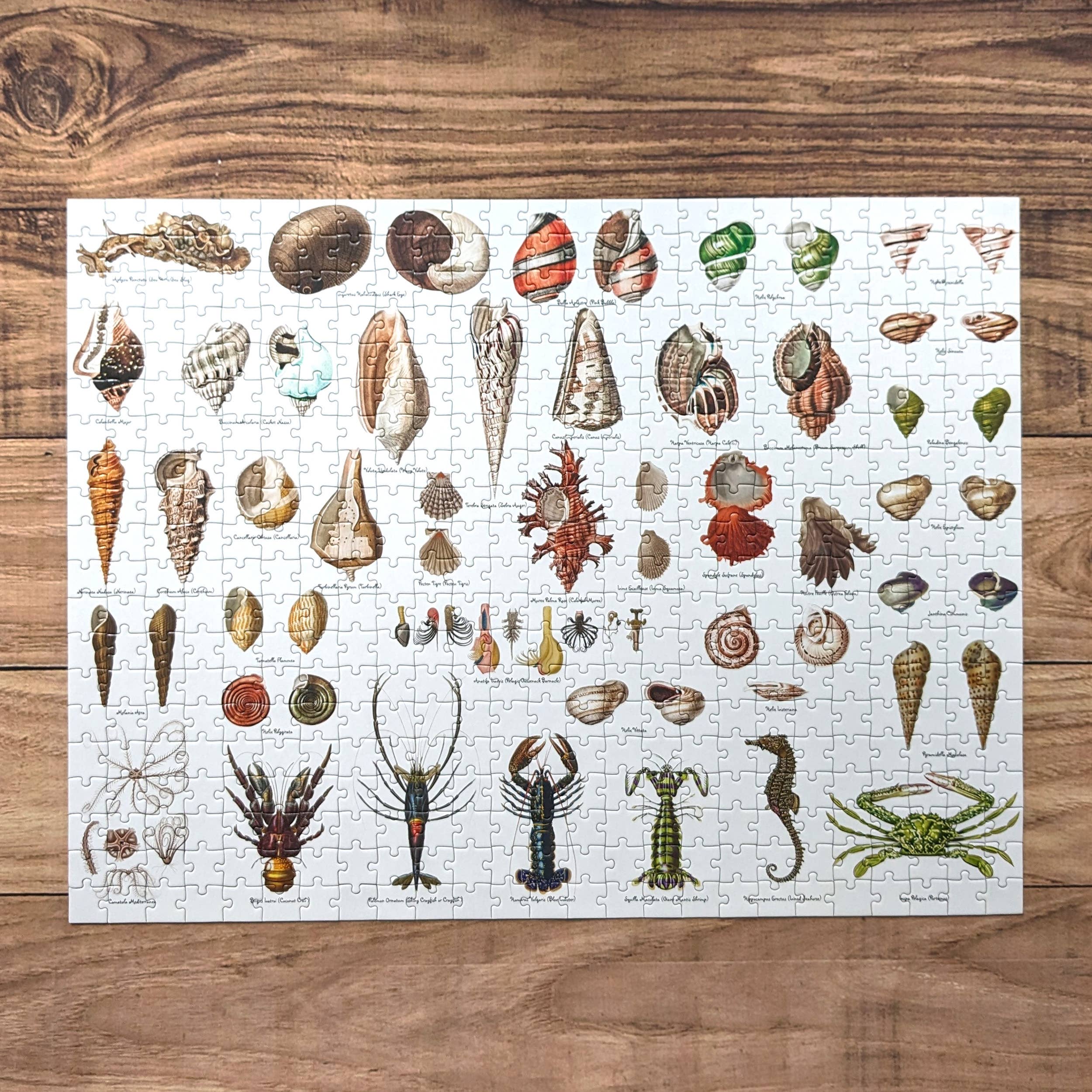 Robert Frederick Ltd – wholesale Puzzle – Child – 500 Piece Jigsaw in a Tube - Seashells1