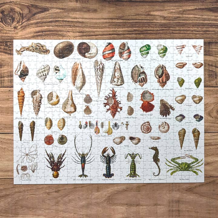 Robert Frederick Ltd – wholesale Puzzle – Child – 500 Piece Jigsaw in a Tube - Seashells1