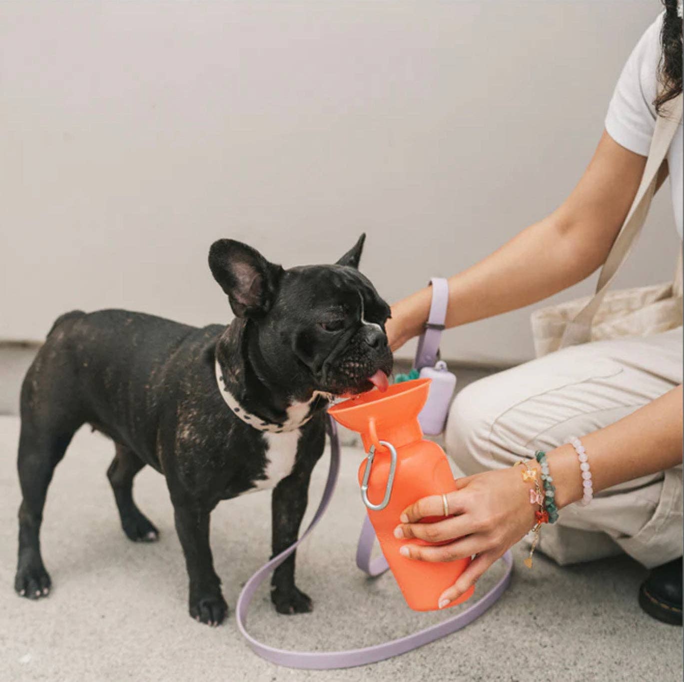 My Pawchella – wholesale Pet water bottle – Dog – Springer Water Bottle10