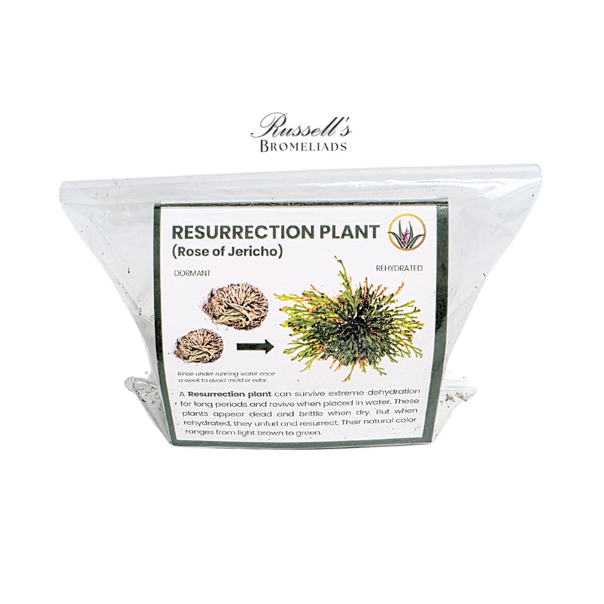 Russell's Bromeliads - Wholesale Live Plant - Resurrection Plant Set in Display Case - Half Pack6