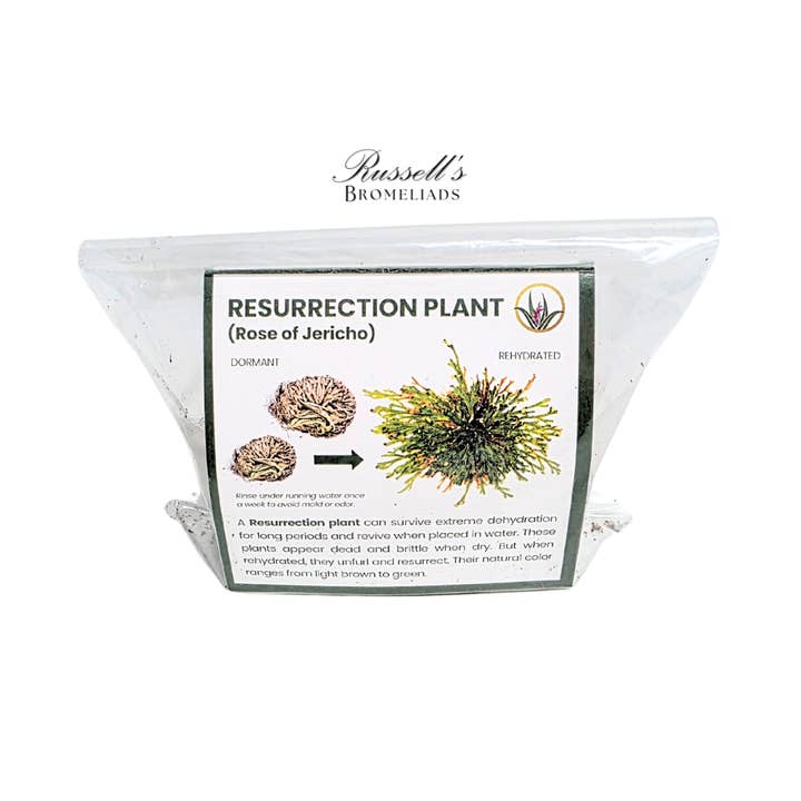 Russell's Bromeliads - Wholesale Live Plant - Resurrection Plant Set in Display Case - Half Pack6