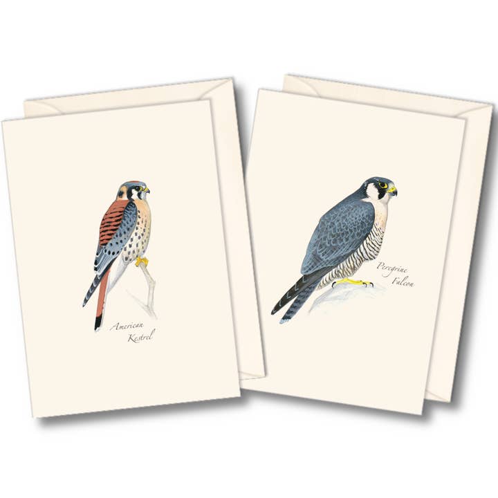 Earth Sky + Water - Wholesale Stationery/Notecard Set - Sibley Raptor Assortment