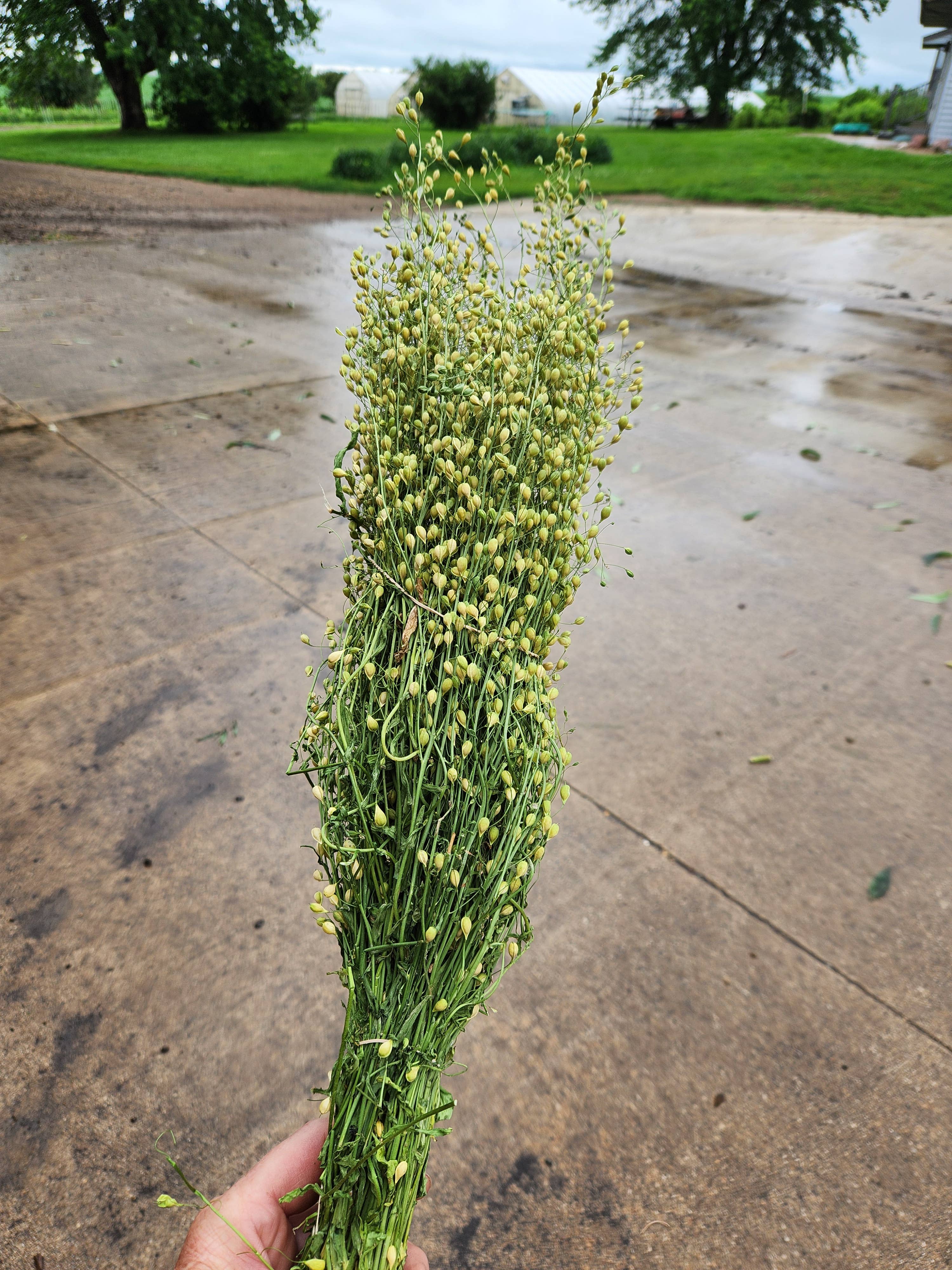 Alissas Flower Farm - Wholesale Dried/Pressed Flowers - Seeded Cress:  Attraxa0