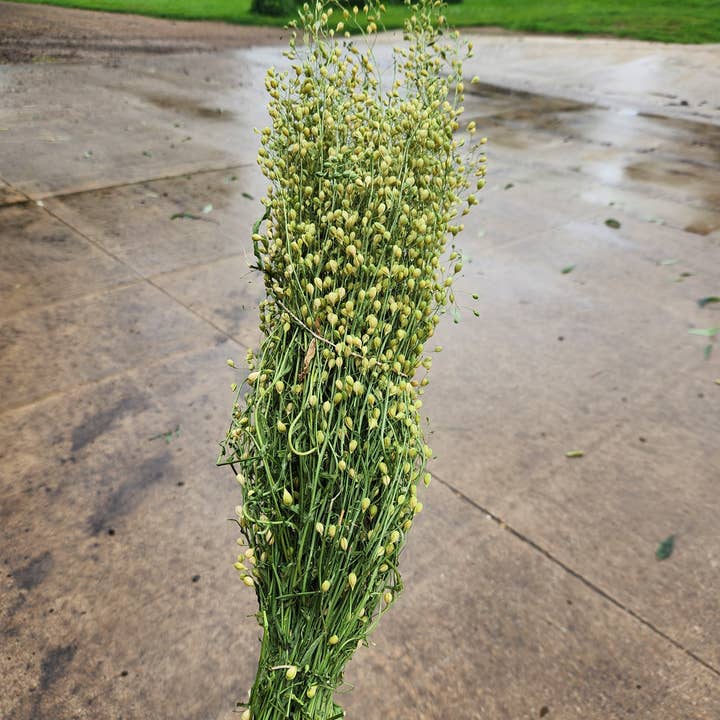 Alissas Flower Farm - Wholesale Dried/Pressed Flowers - Seeded Cress: Attraxa