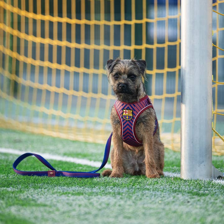 Max & Molly - Venta al por mayor Correa - Perros - Correa corta para perro del FC Barcelona