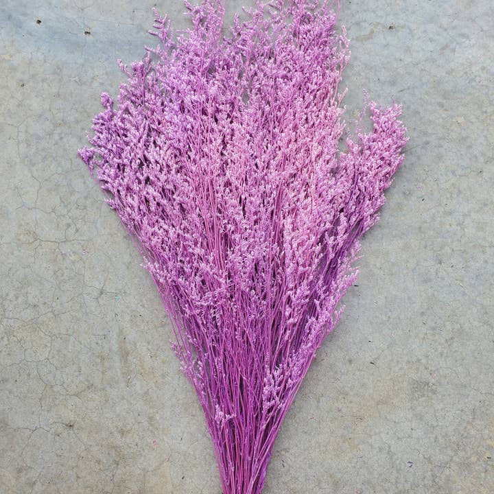 Limonium Caspia préservé - Lavande, Violet clair (028) pour la vente par BLOOMINGFUL.COM