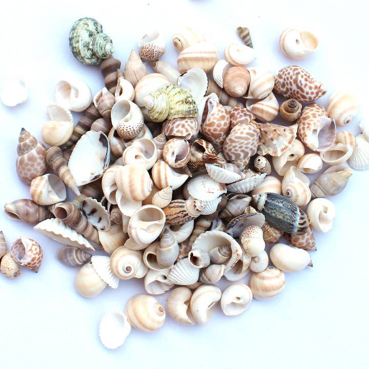 California Seashell Company - Wholesale Decorative Tabletop Object - Small Seashell Mix - Bulk Shells - 1 KG