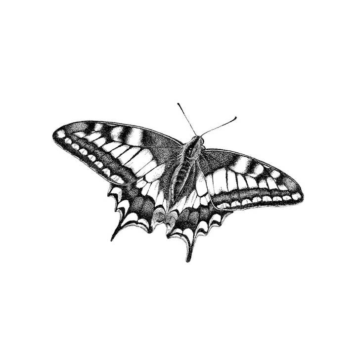 Sticker mural en forme de papillon machaon pour la vente par Fine Forest
