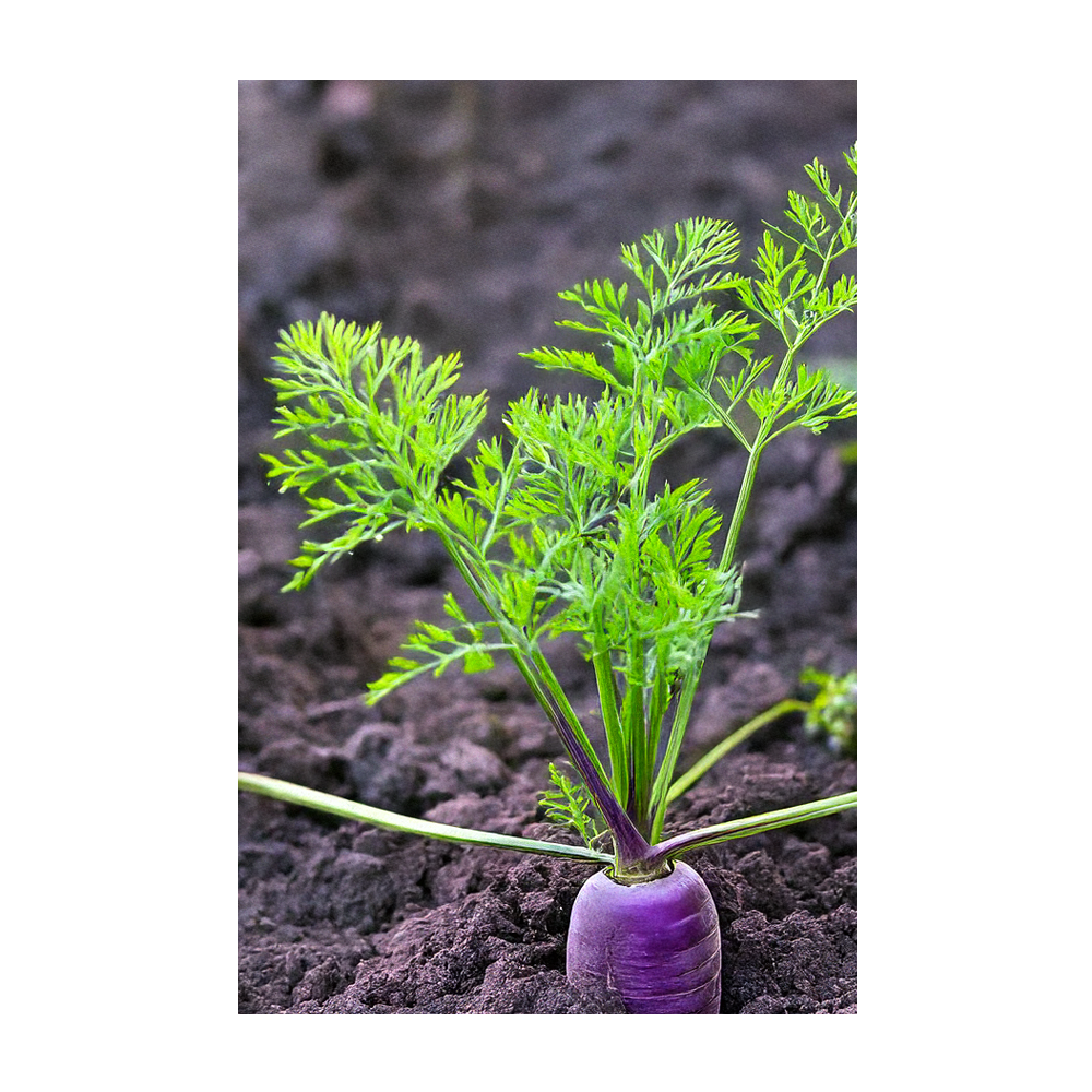 Chive Canada - Wholesale Plant Seeds - 2026 Rainbow Carrot Vegetable Seeds Packet3