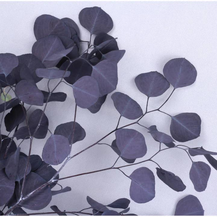 BLOOMINGFUL.COM - Wholesale Dried/Pressed Flowers - Silver Dollar Eucalyptus Preserved - Moody Purple