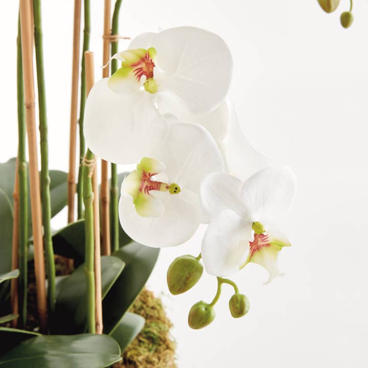 Napa Home & Garden - Wholesale Artificial Flowers - Phalaenopsis Orchid Bowl Drop-In 35", White5
