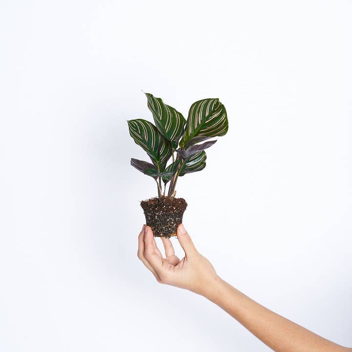 Calathea Ornata para venta al por mayor de Miniplanta