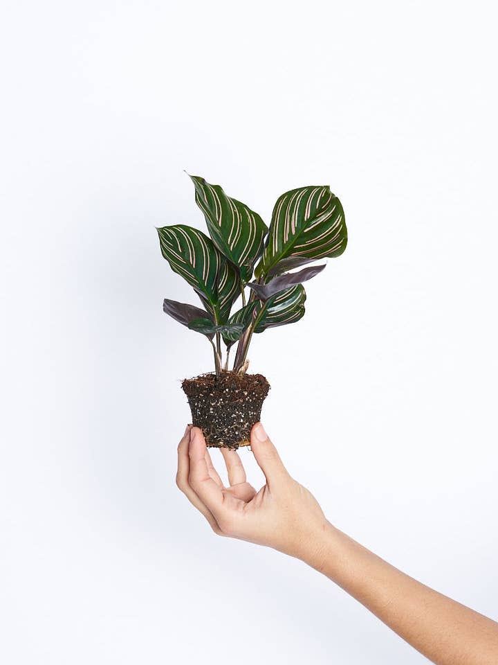Calathea Ornata för wholesale av Miniplanta