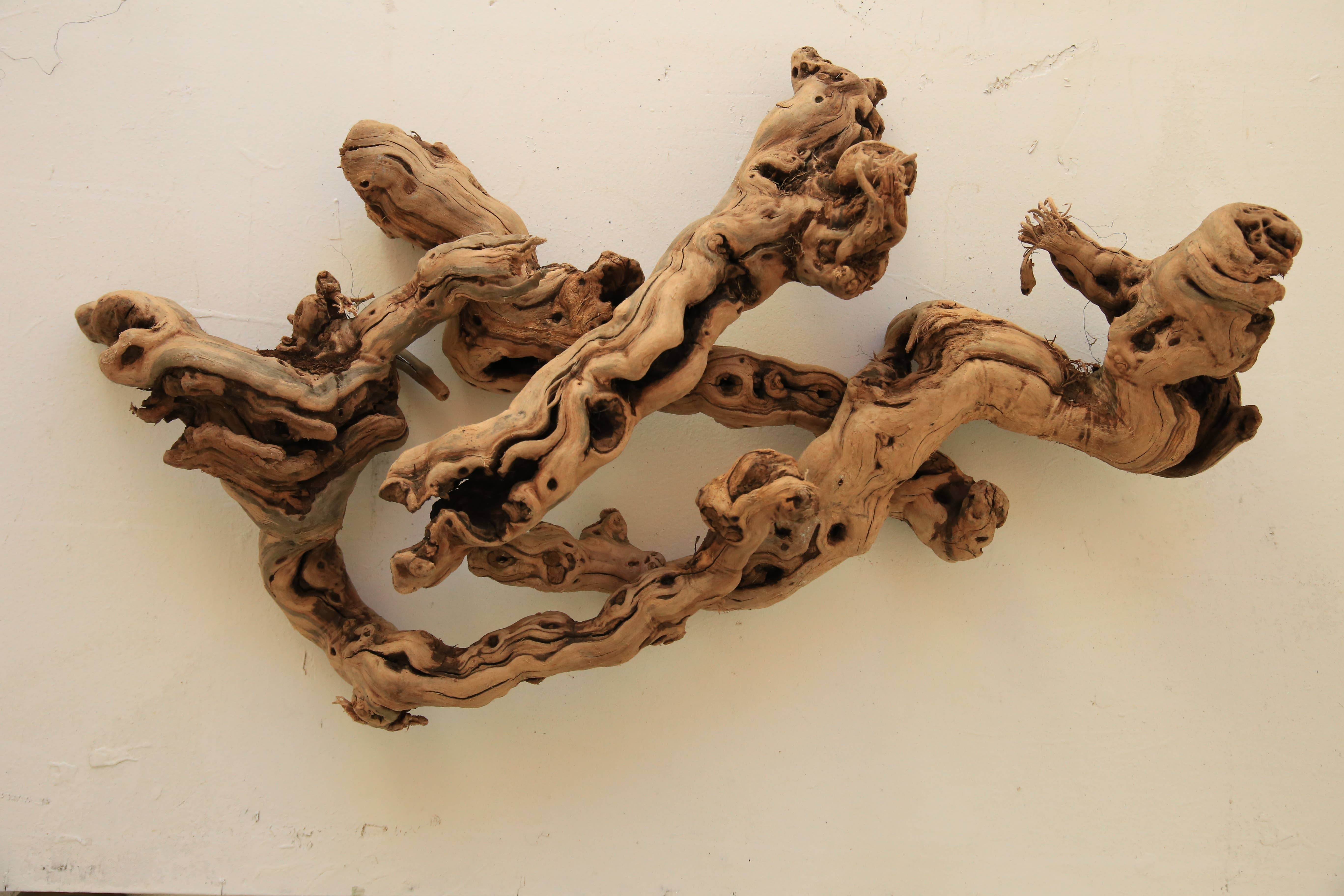 Forever Green Art - Wholesale Decorative Tabletop Object - Tumbled Grapewood Pieces3