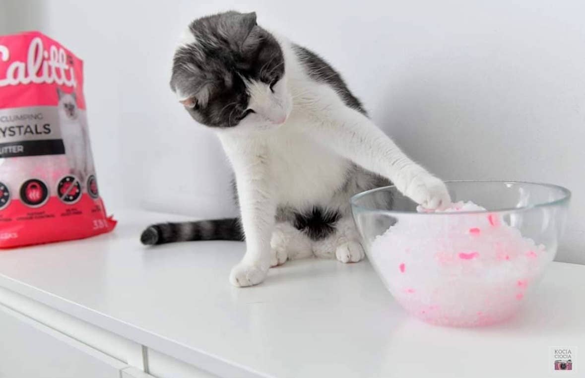 Calitti - Wholesale Cat Litter - Calitti CRYSTALS 8 lb Unscented Non-Clumping Cat Litter8