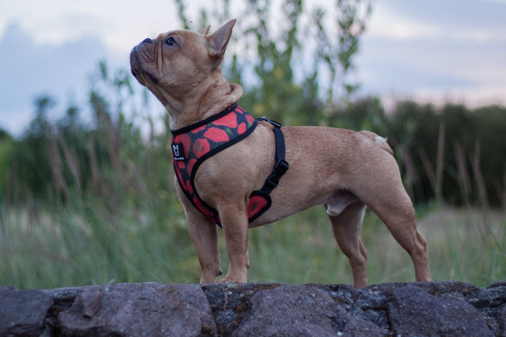 Fibi & Karl - Wholesale Pet Harness - Dog - 2-in-1 dog harness empowerment3