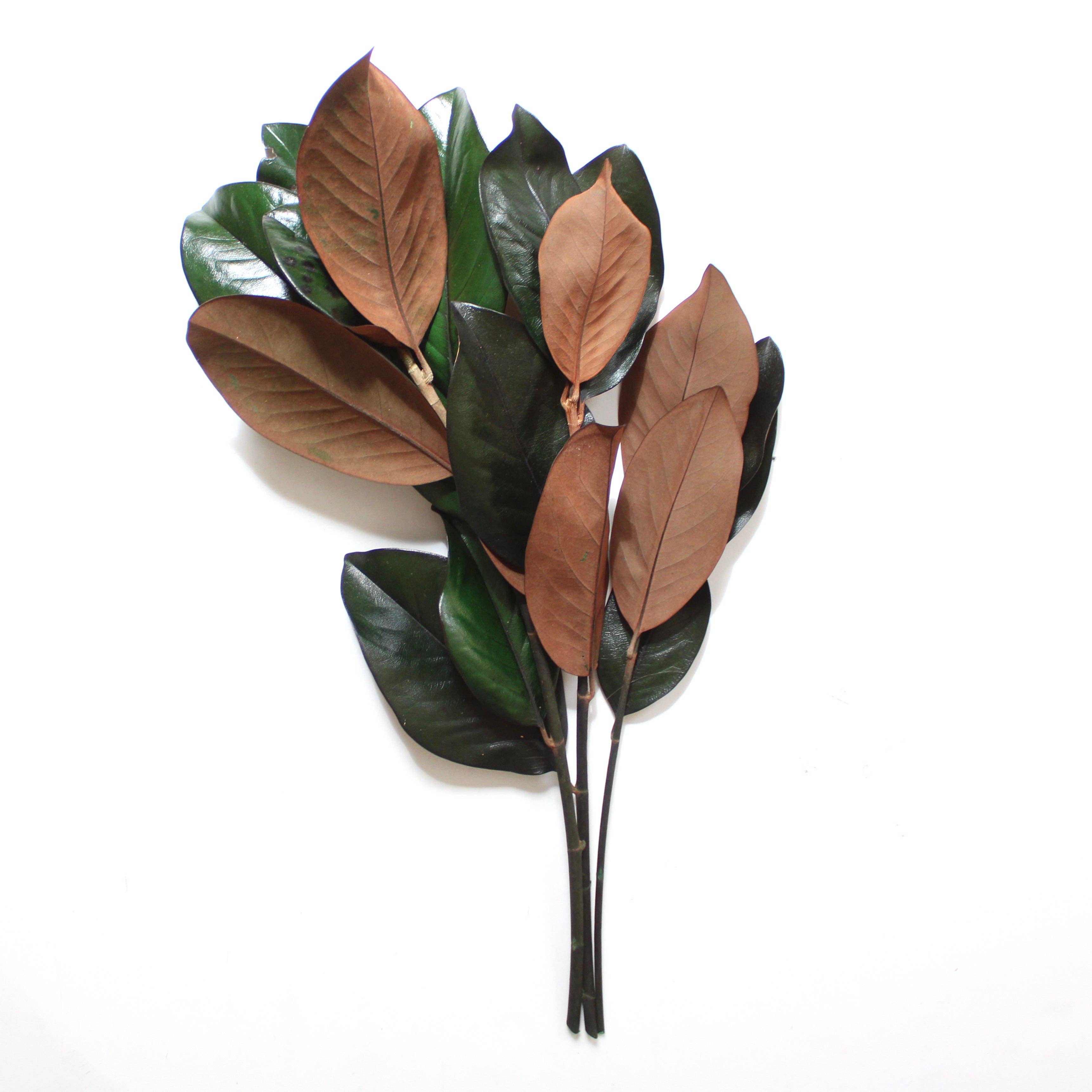 Green Magnolia Stems - Preserved for wholesale on Faire1