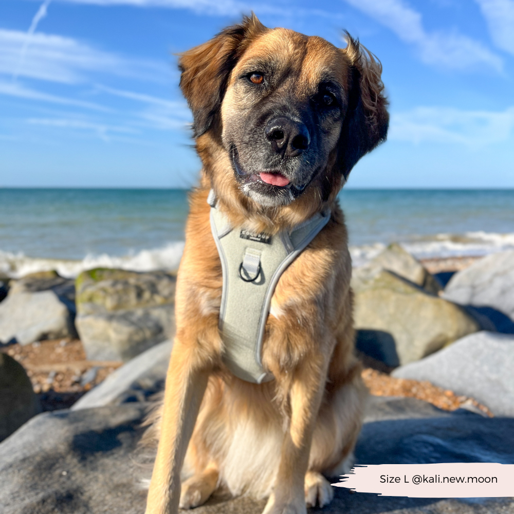 Cocopup London - Wholesale Tuig voor huisdieren - Hond - Verken Harness - Salie Tweed15