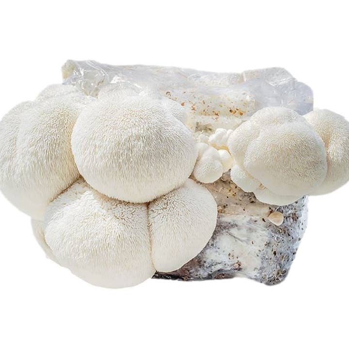 Midwest Grow Kits - Wholesale DIY Food Kit - Lion's Mane Liquid Culture Syringe (10cc)3