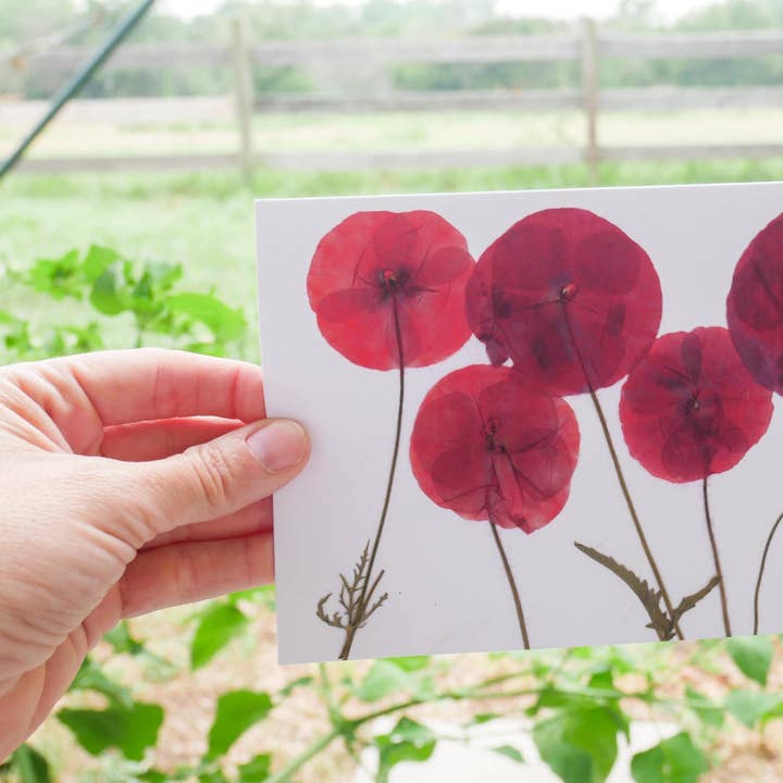 Biglietto di Auguri con Papavero Pressato – Stampa Botanica 5x7 | Biglietto con Fiore Fatto a Mano | Biglietto Vuoto con Busta | Stampa Artistica Incorniciabile per la vendita all'ingrosso da parte di Remedy Designs