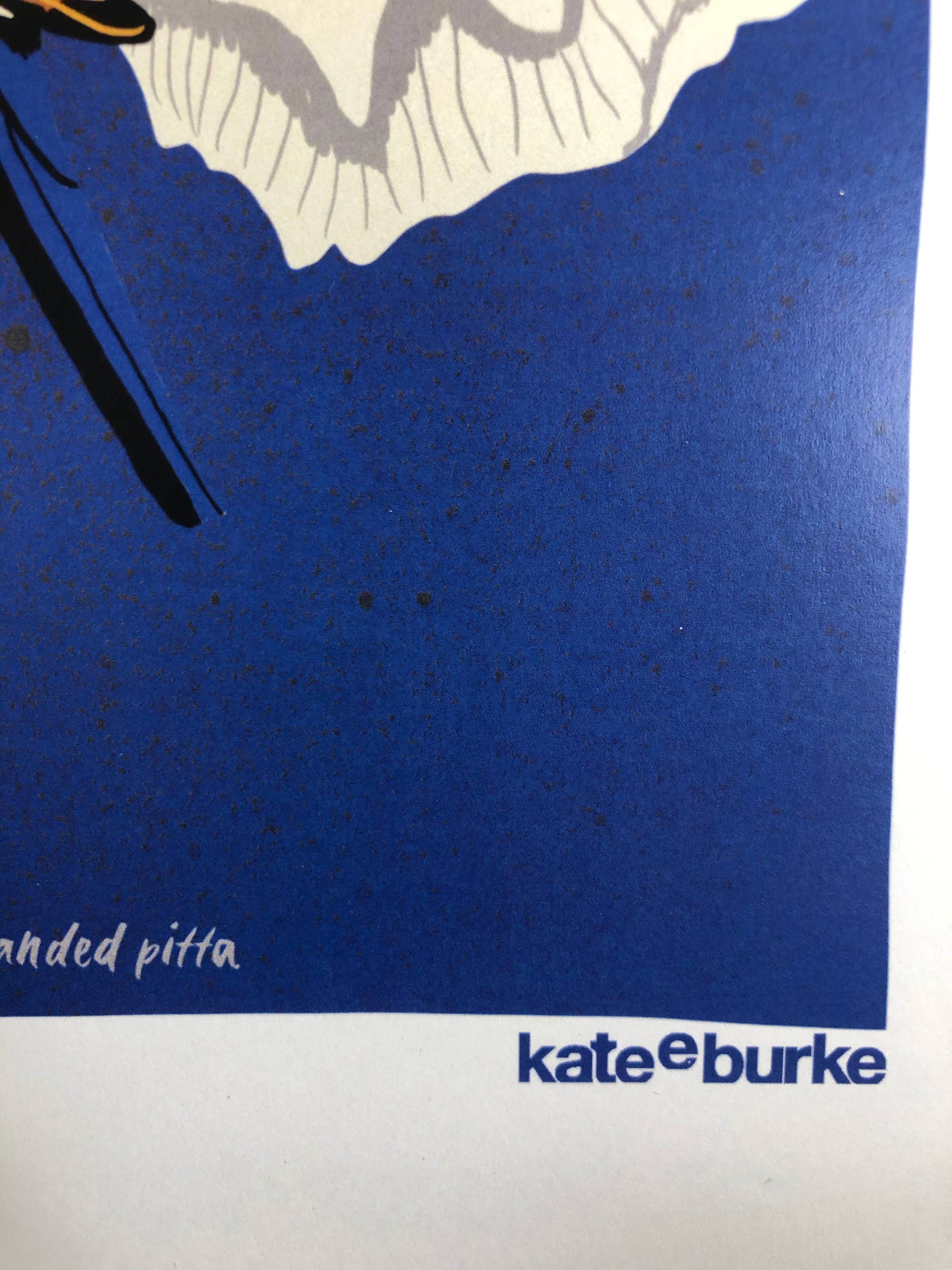 Kate E. Burke - Wholesale Art Print - Bird Series: Javan Banded Pitta 11x14 Digital Print5