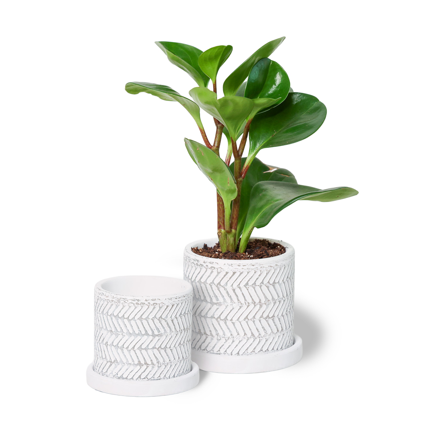 Chive - Wholesale Plant Pot - Balter Succulent Containers Cactus Pot And Saucer5