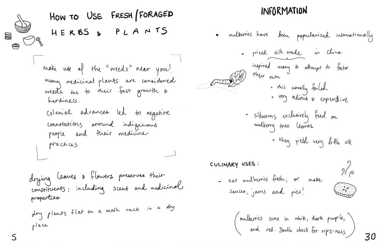 Microcosm Publishing & Distribution - Wholesale Nature & Outdoors - Herbs & Plants for Food & Medicine: Field Kitchen Guide Zine4