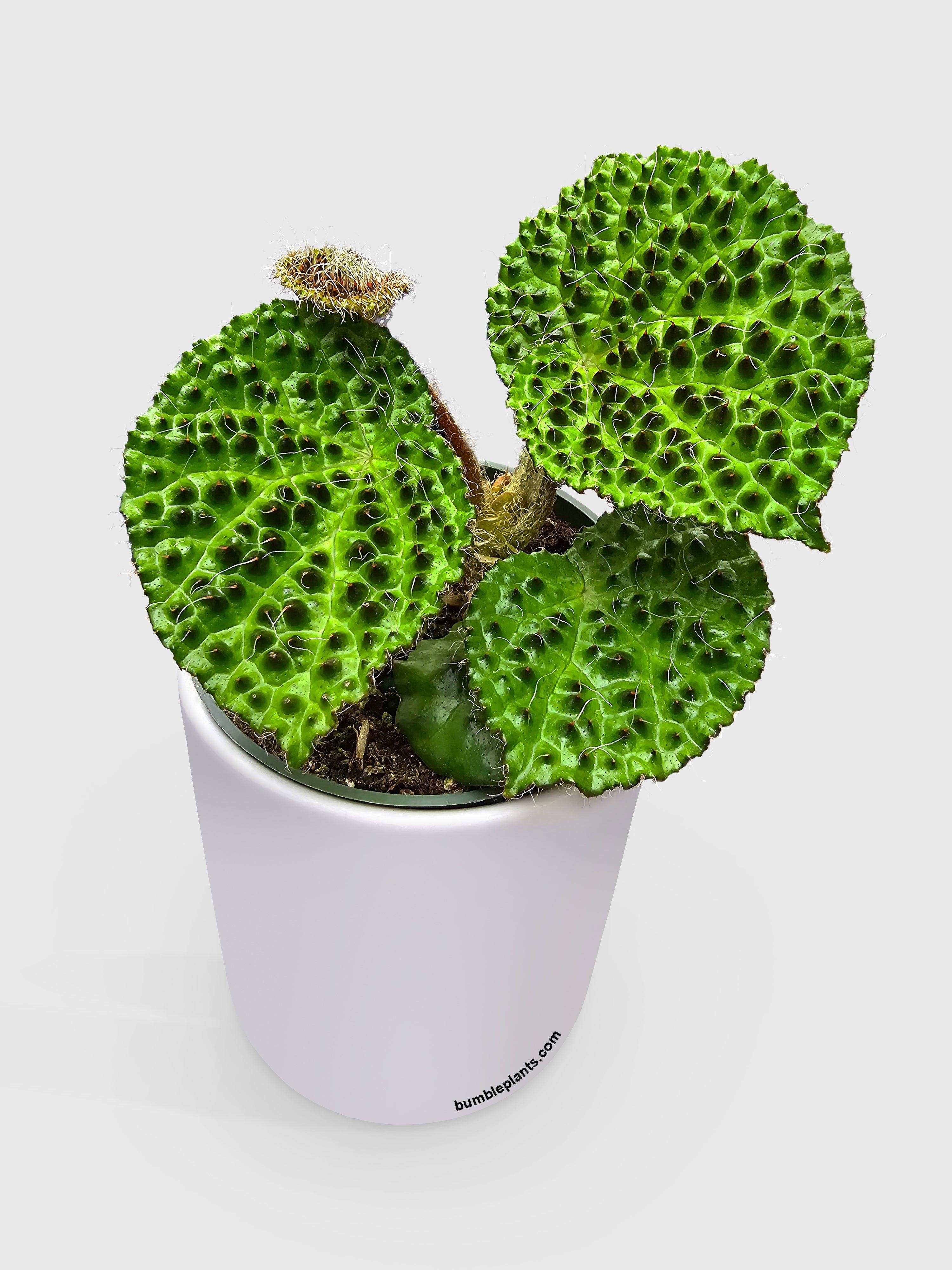 Bumble Plants - Wholesale Live Plant - Begonia Melanobullata3