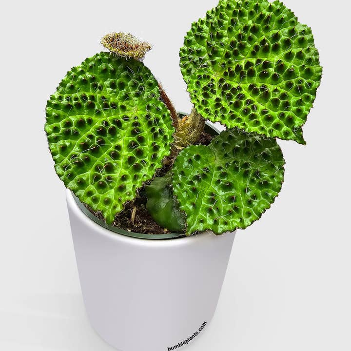 Bumble Plants - Wholesale Live Plant - Begonia Melanobullata3