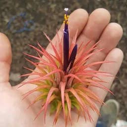 10 pack Tillandsia Ionantha Guatemala air plant 10 pack for wholesale by Airplant Direct