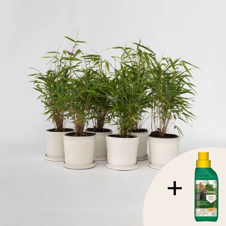 Oasis of Life - Wholesale Live plant - Bamboo - 6 plants - Fargesia rufa - Height 25-40cm - Ø13cm - Evergreen & hardy bamboo plants - Non-invasive - Ideal as hedge, privacy screen & garden plant - Includes 500ml Pokon plant fertilizer1