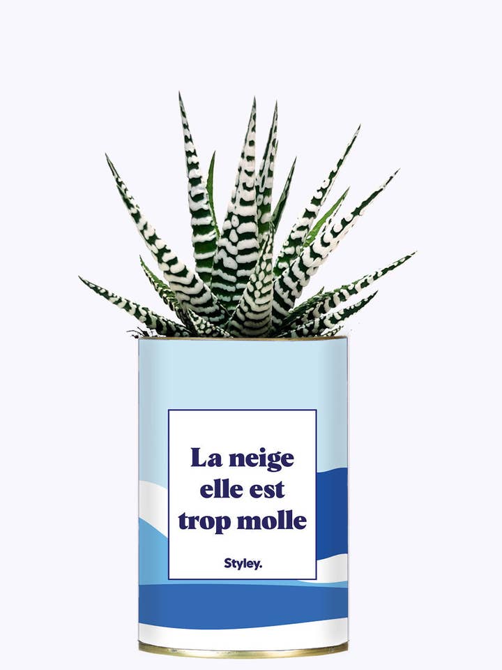 La Neige Est Trop Molle - Cactus for wholesale by Styley