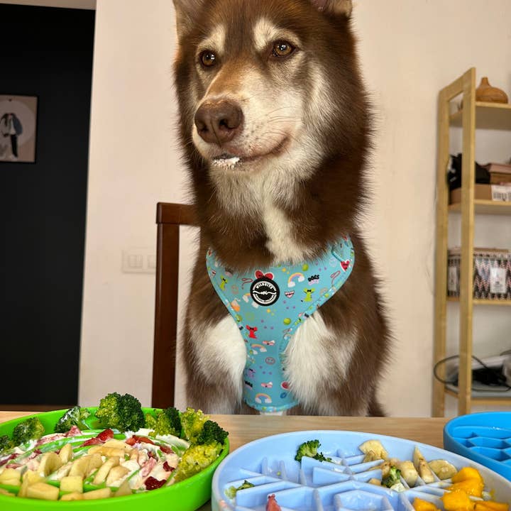 Wildbite Amantes Peludos - Wholesale Pet Food Mat - Dog - Blue Fish Licking Mat4