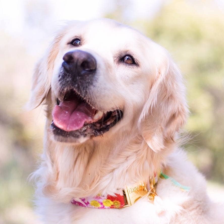 Frimousse Dog - Wholesale Pet Collar - Dog - “Pitchounette” floral adjustable dog collar1