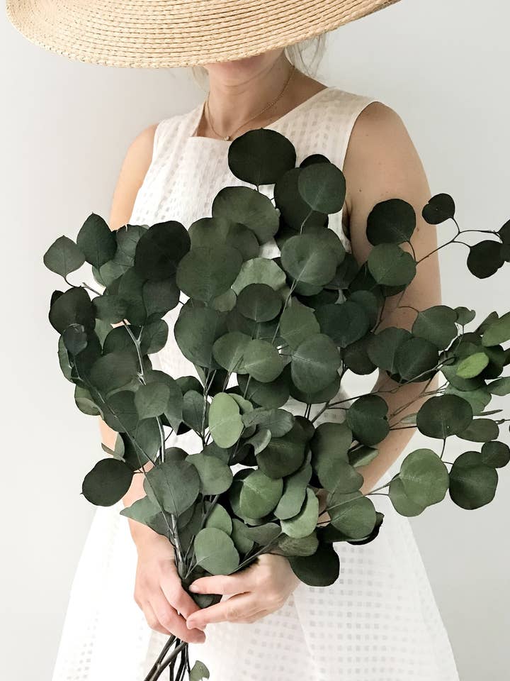 Preserved Silver Dollar Eucalyptus for wholesale by Fairmile Co.