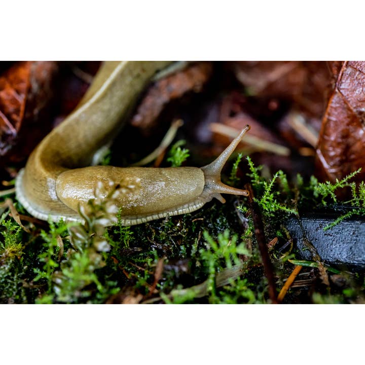 Impressão Fotográfica “Banana Slug” • PNW, Slug, Floresta por atacado de Andrea Morris Art