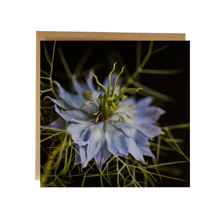 Blue Nigella in the Mist Flower Card - flower card for wholesale by Alex Sharp