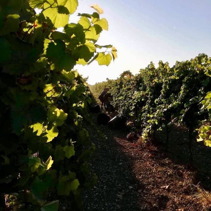 De Quarto Vitivinicoltori - Wholesale Red Wine - Albiria Primitivo di Manduria Dolce Naturale