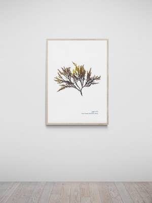 Pepper Dulse Hand Pressed Seaweed Print Salcombe, Devon for wholesale by The Seaweed Studio
