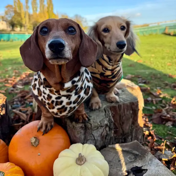 Doghouse – wholesale Pet jumper – Dog – Dachshund Wild Animal Print Fleece Jumper7